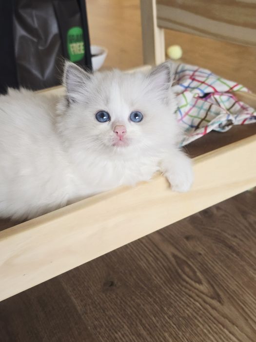 Kociak rasy ragdoll