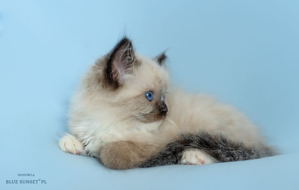 Kotka seal mitted