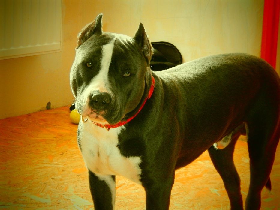 Амстафф. Вязка. Голубой.