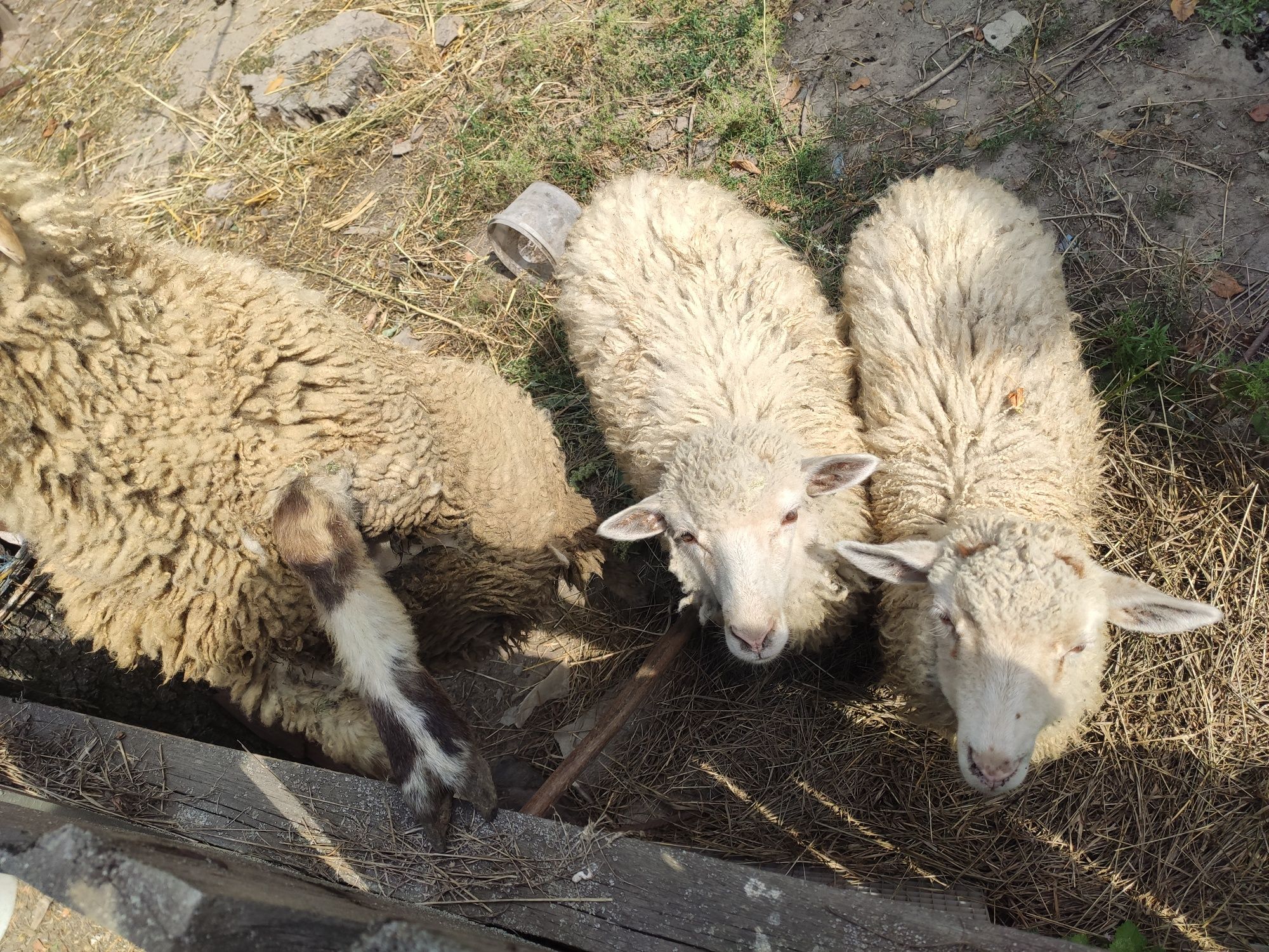 Продам двох овець