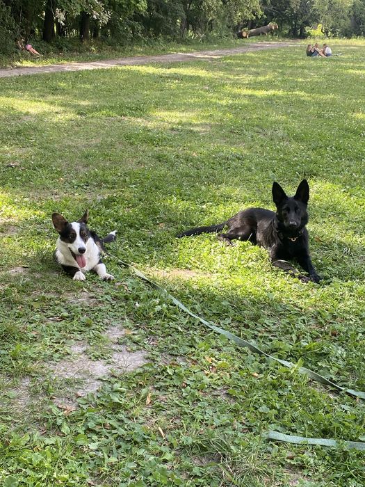 Послуги кінолога Київ та передмістя