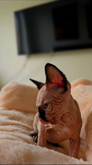 Przepiękne koteczka niebieskie oczka.kot sfinks