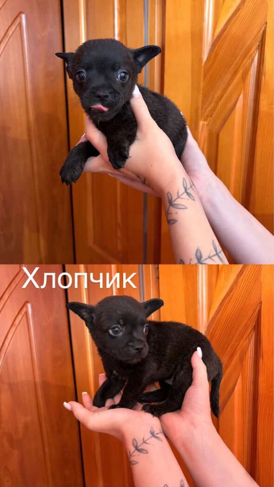 Отдам щенят в добрые руки