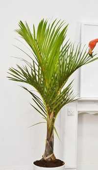 Hyophorbe verschaffeltii ou palmeiras-fuso