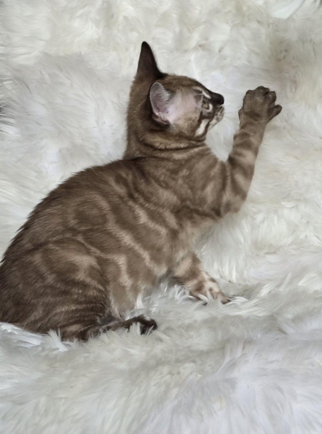 Kotka bengalska snow mink