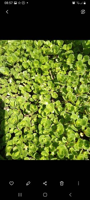 Шавлія, очиток, хоста.