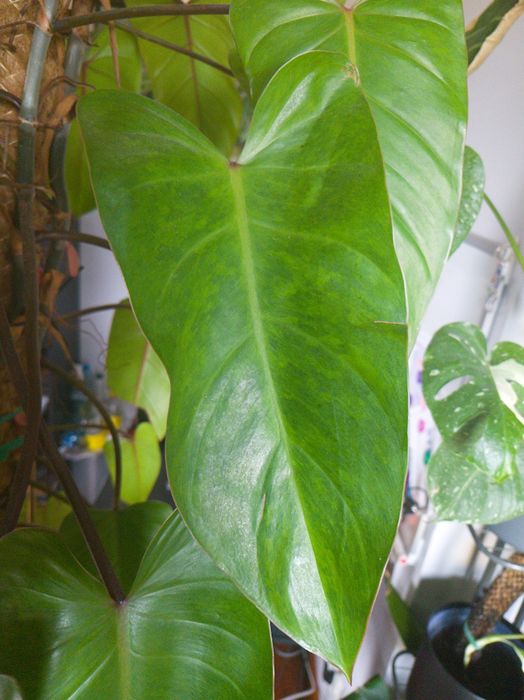 Philodendron Painted Lady