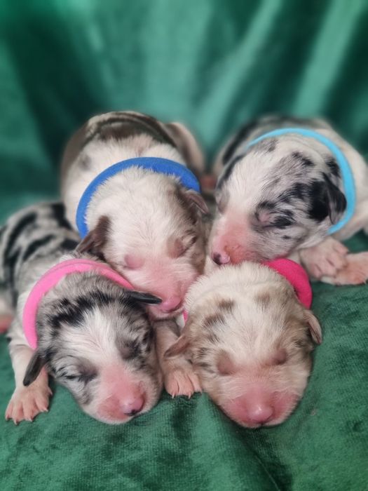 * * * piesek * * * blue merle tricolor Border Collie