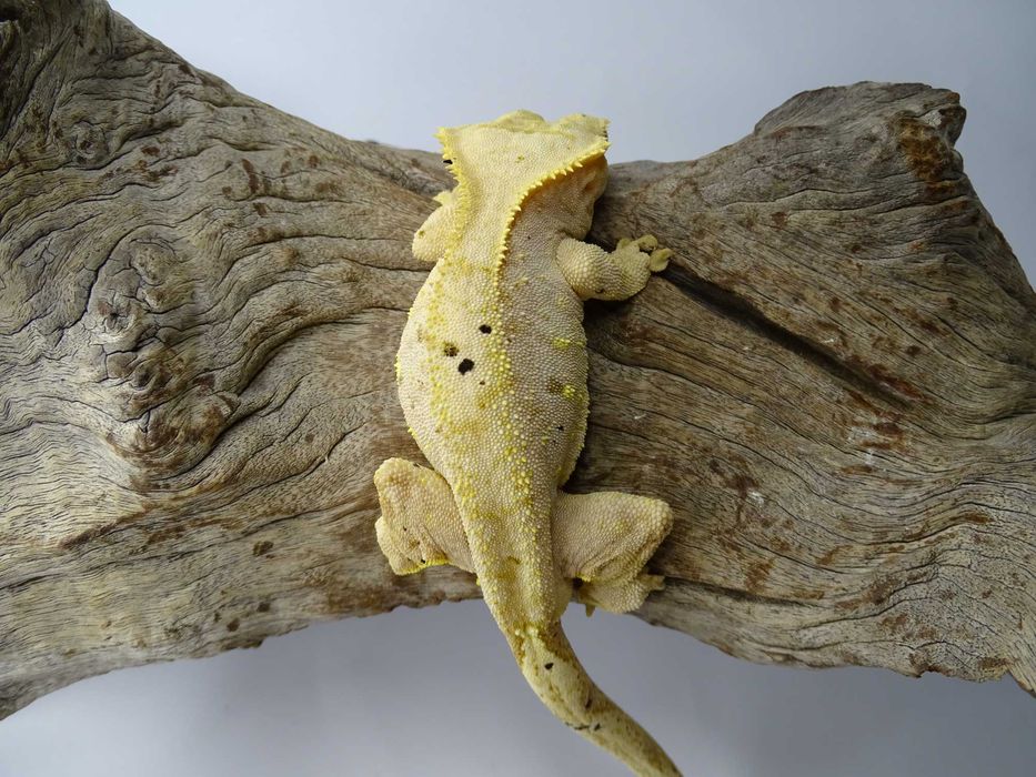 Gekon Orzęsiony samiec Dalmatian