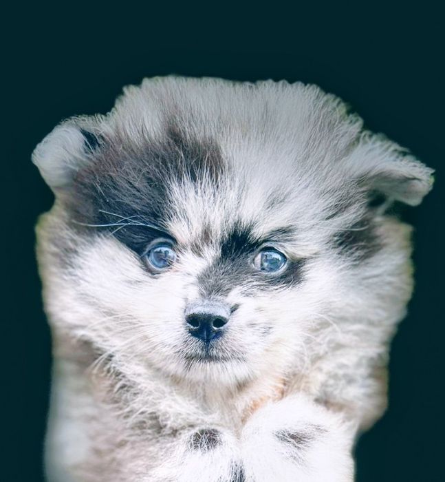 Unikat  Blue Merle  niebieski oczy.Pomeranian Szpic miniaturowy
