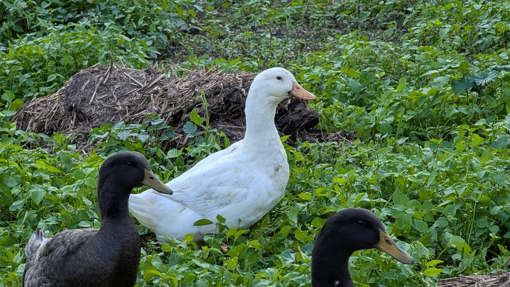 Sprzedam kaczki Pekin