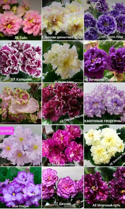 РОЗПРОДАЖ  молоденькі кустики сортової фіалки