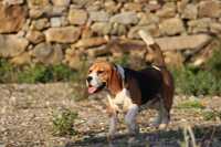 Serviço de Hotel Canino