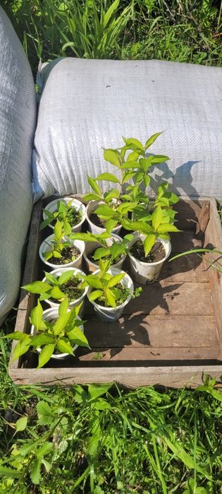 Вейгела рожева, саджанці.