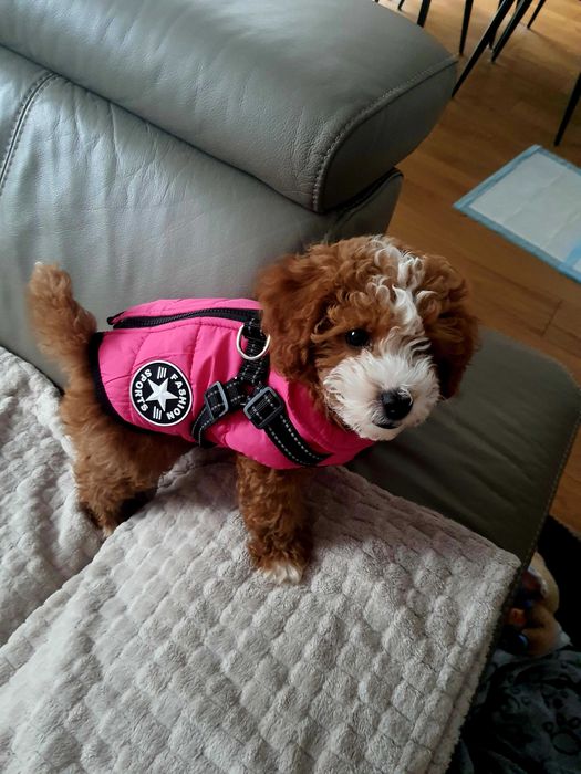 Śliczna sunia maltipoo