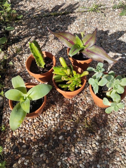 Suculentas  mini e outras plantas para ofertas