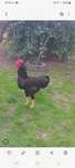 Kogut rasy Rhode island red- Karmazyn