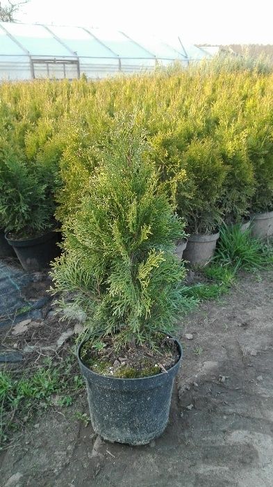 thuja danica,tuja danika, globosa, kulka,szmaragd,