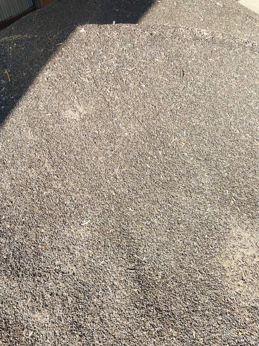 Sprzedam słonecznik czarny