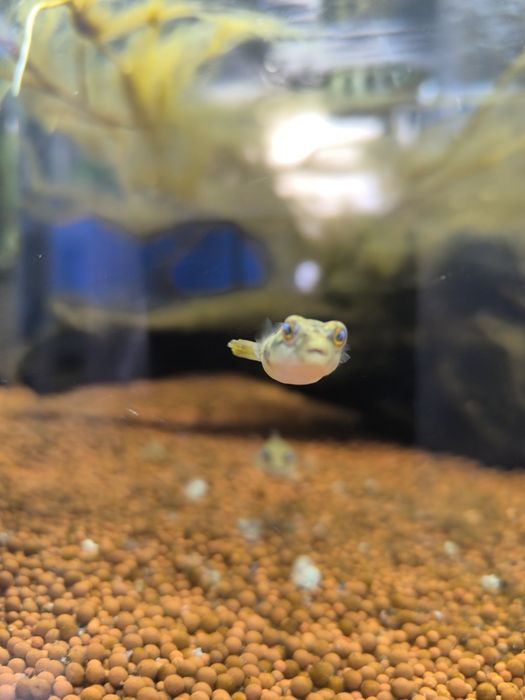 Peixe Balão Fahaka (Tetraodon Lineatus)
