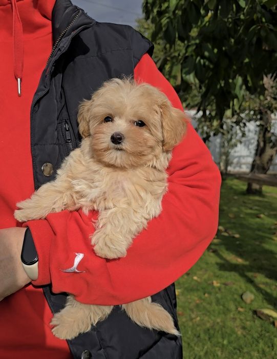Неймовірні дівчатка. Мальтіпу Ф1.