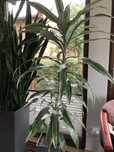 Dracena-Duży kwiat doniczkowy