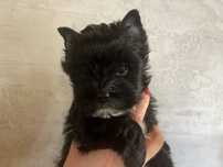 Yorkshire terrier czarny samiec