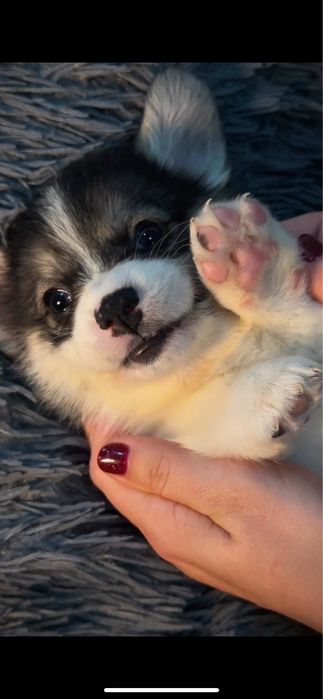 Вельш Корги Пемброк