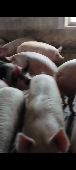 Свині живою вагою