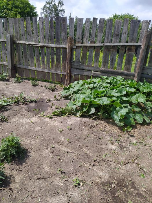 Участие город Шостка