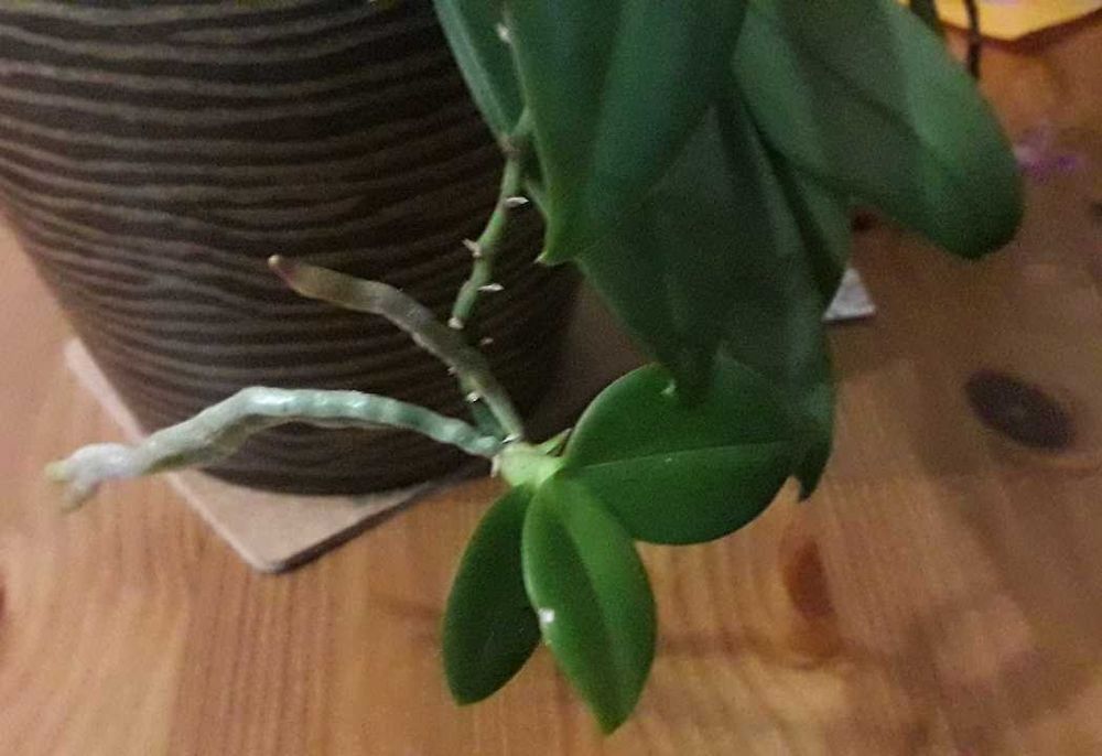 Storczyk botaniczny phalaenopsis equestris keiki - rezerwacja!