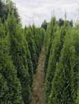 Thuja tuja szmaragd Ligustr Lipa Materiał szkółkarski Szkółka Krzewów