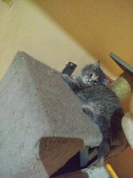 Kotka norweska leśna -Mozna rezerwować