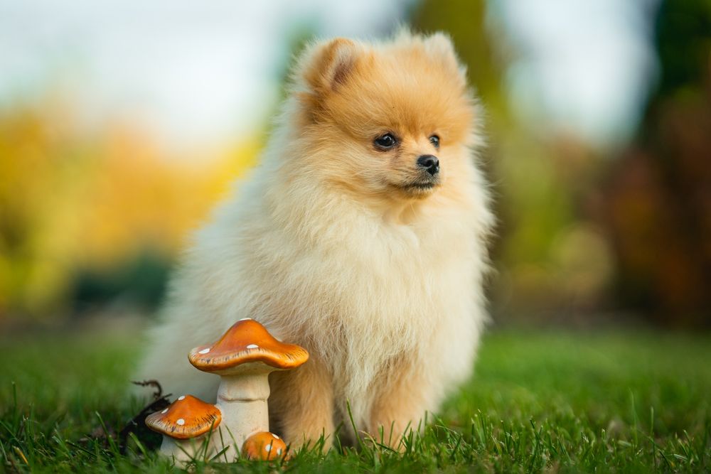 Pies szpic miniaturowy pomeranian