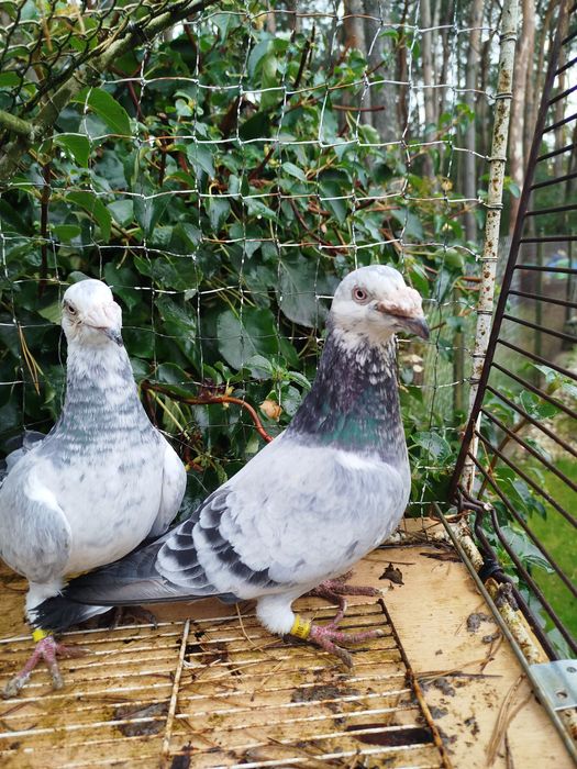 Gołębie staropolskie Młode 2025 Po tej parze ostatnia para z 2024 r  l