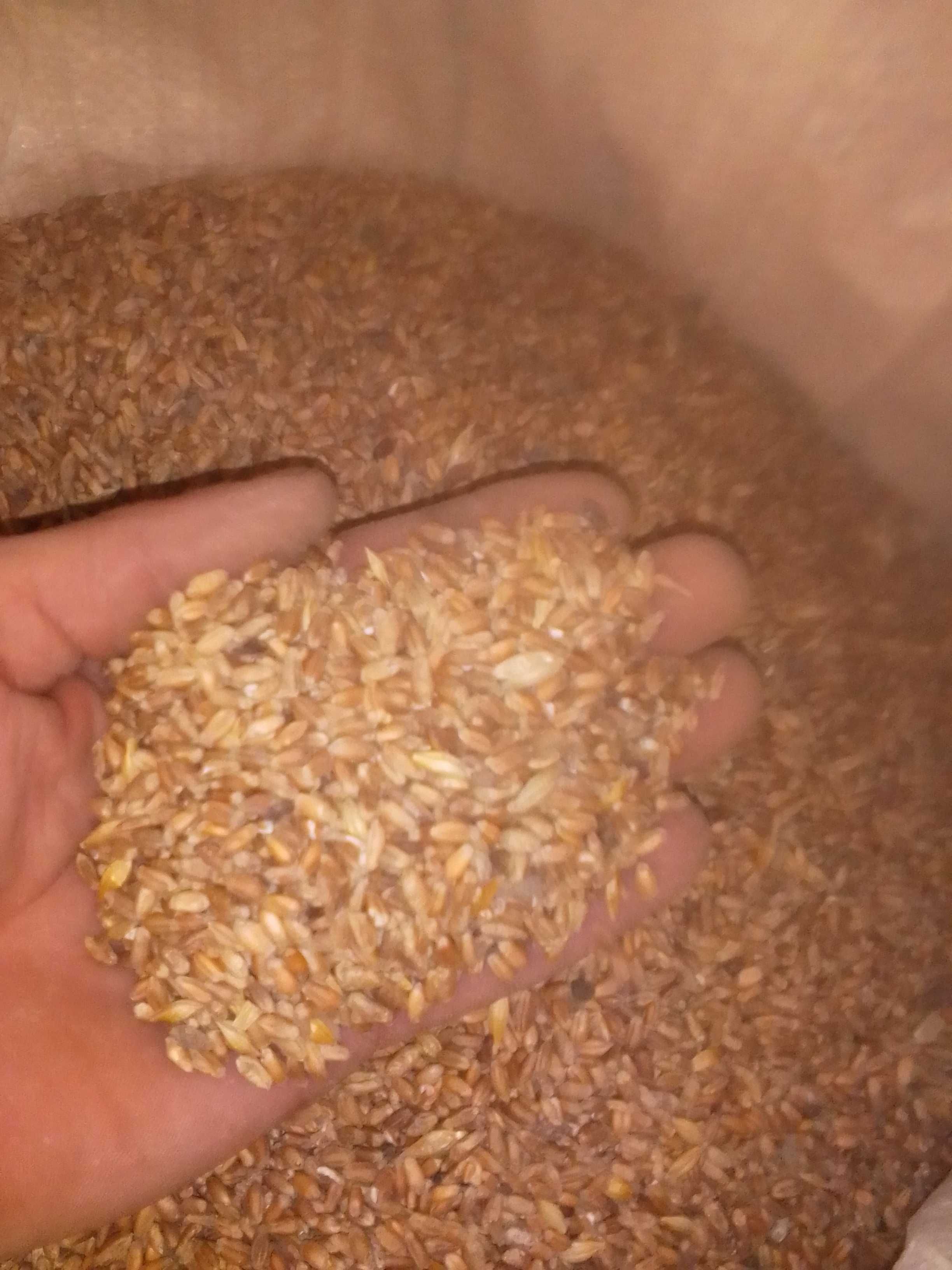 Отходы пшеницы в перемешку с ячменем