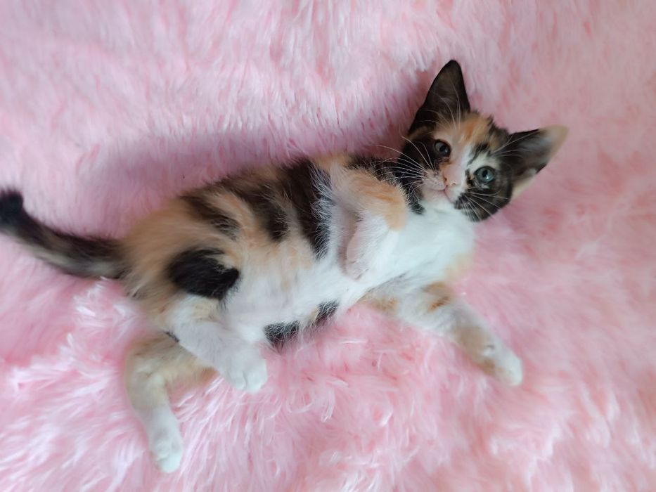 Котодівчинка чекає на найкращу родину