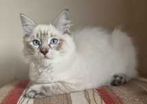 Przepiękny kocurek ragdoll