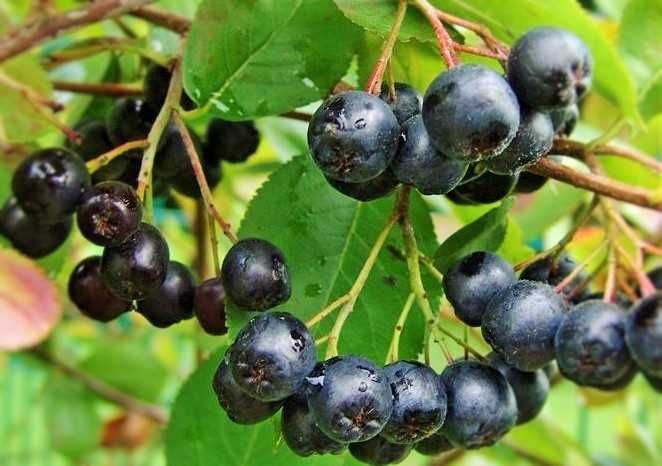 Aronia sadzonki roczne i dwuletnie