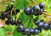 Aronia  sadzonki roczne i dwuletnie