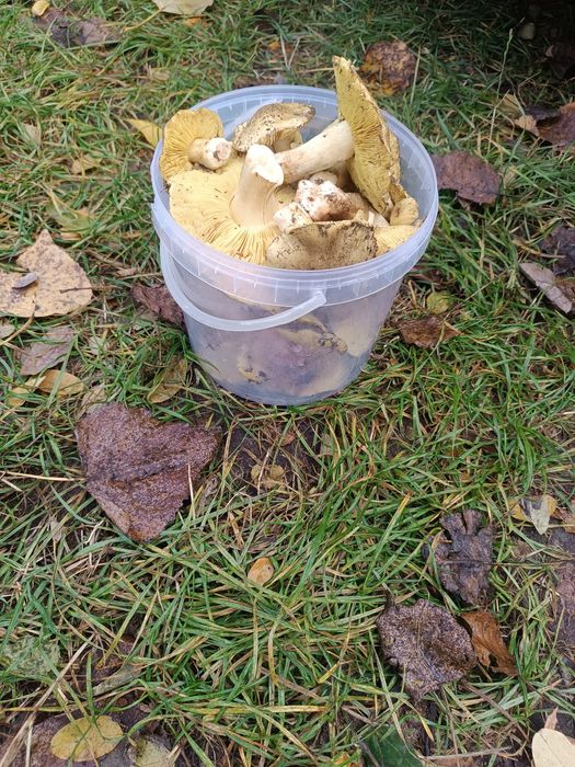 Sprzedam grzybki gąski świeżo zebrane.I inne grzybki.
