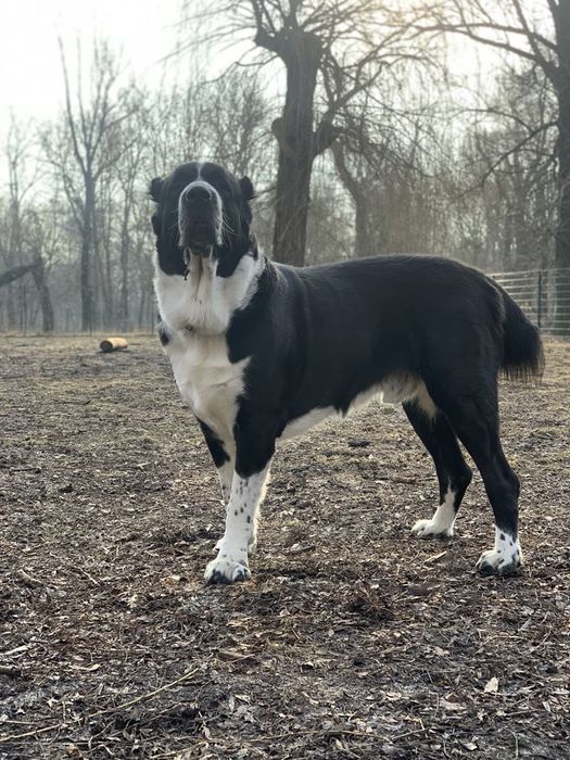 В'язка САВ алабай