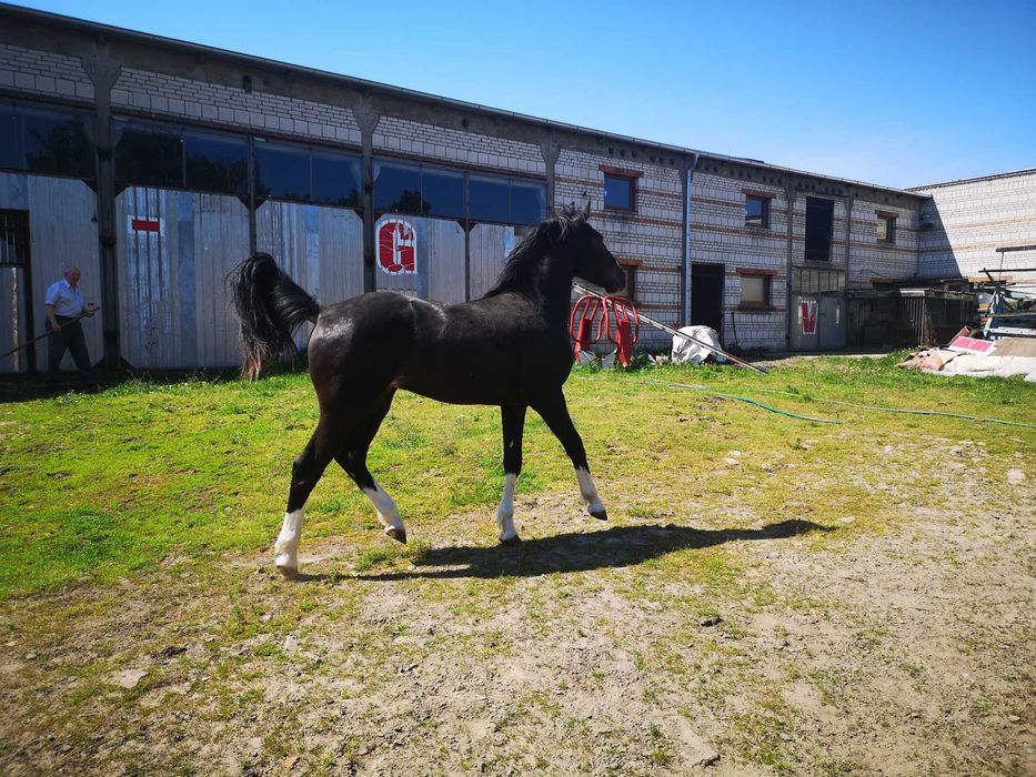 Ogier typ szlachetny