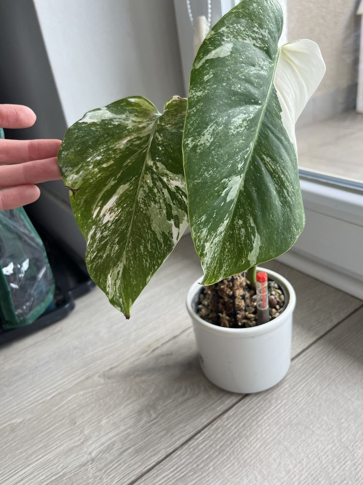 Monstera Variegata ukorzeniona rosnąca KOLEKCJONERSKA