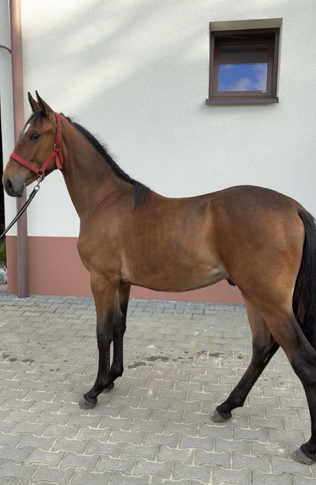 Sprzedam rocznego ogierka małopolskiego