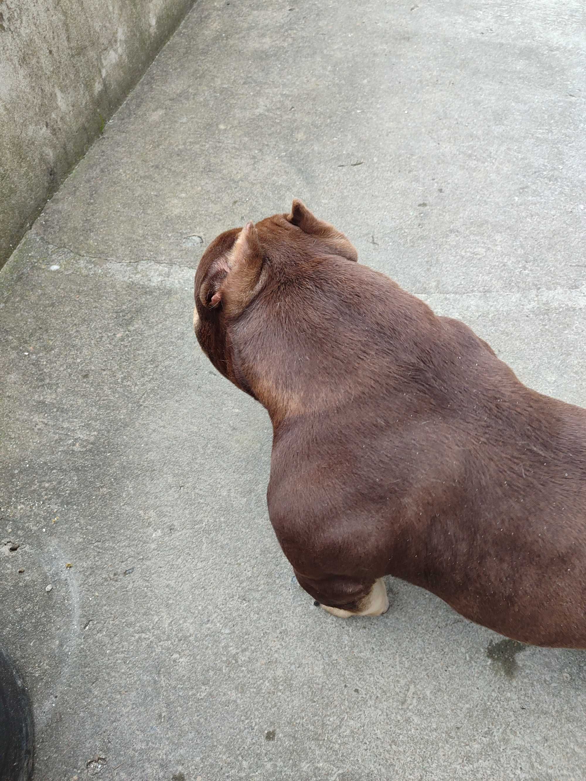 American bully acasalamento