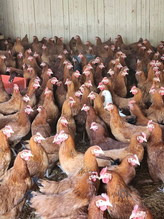 Kury nioski z jajeczkiem z wolnego wybiegu od hodowcy ! ZAPRASZAM