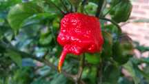 Sementes de Pimentos/Malaguetas/Piri-Piris mais picantes do mundo