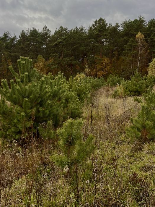 Продаж новорічної ялинки(сосни) оптом