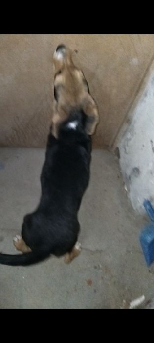 Dá-se cachorrinha para adopção responsável